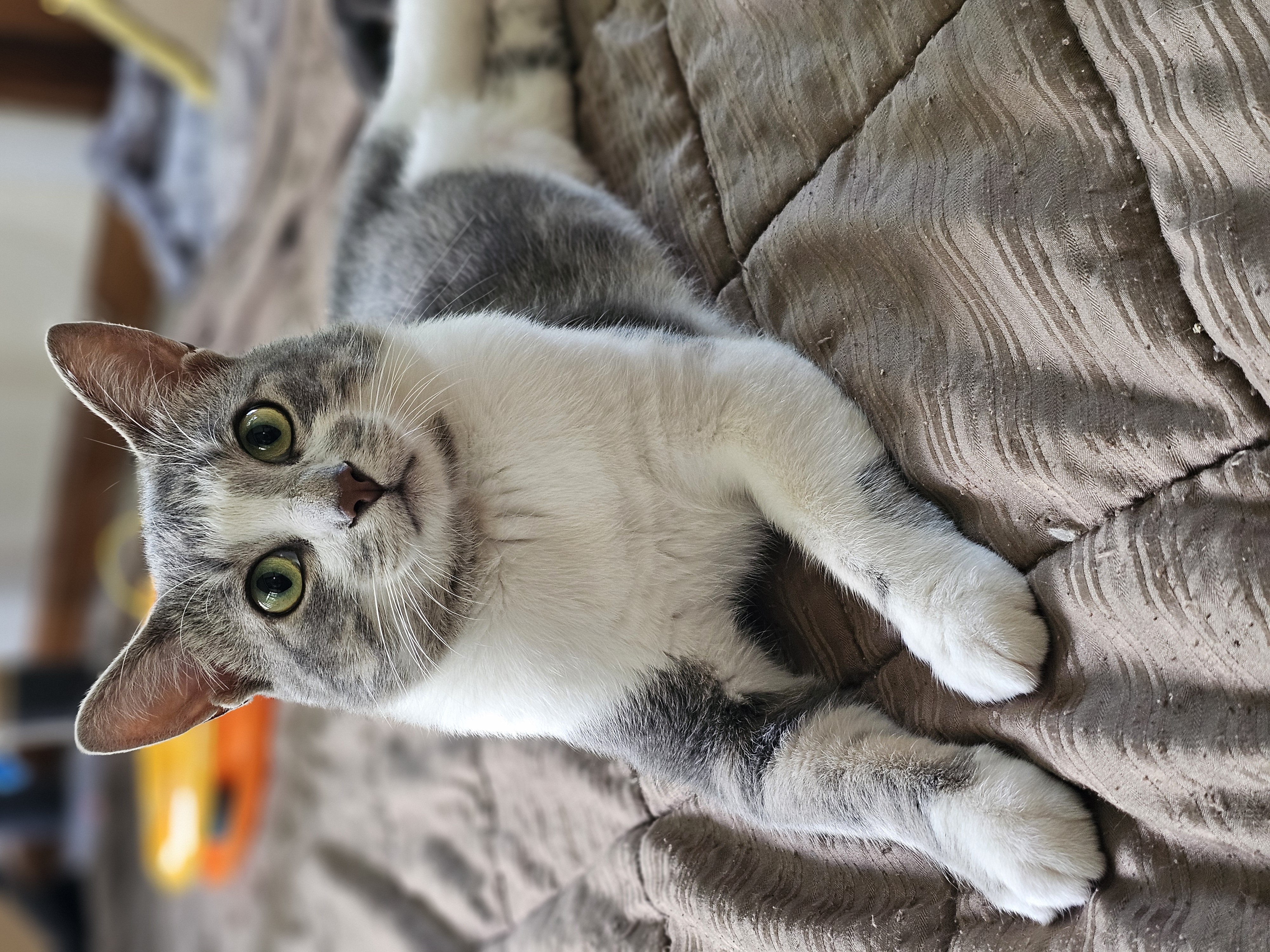 Enlarge Dancing Bear, a Adopted Domestic Short Hair in Toledo, OH image 2/6