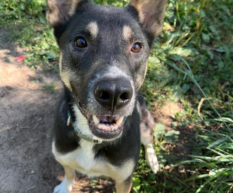 Enlarge Jett-COURTESY POST, a ADOPTABLE Shepherd in Palgrave, ON image 1/1