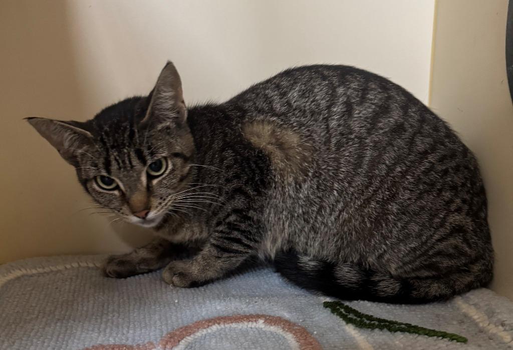 Enlarge GLITTER, a Adoptable mixed breed in Hastings, MI image 1/1