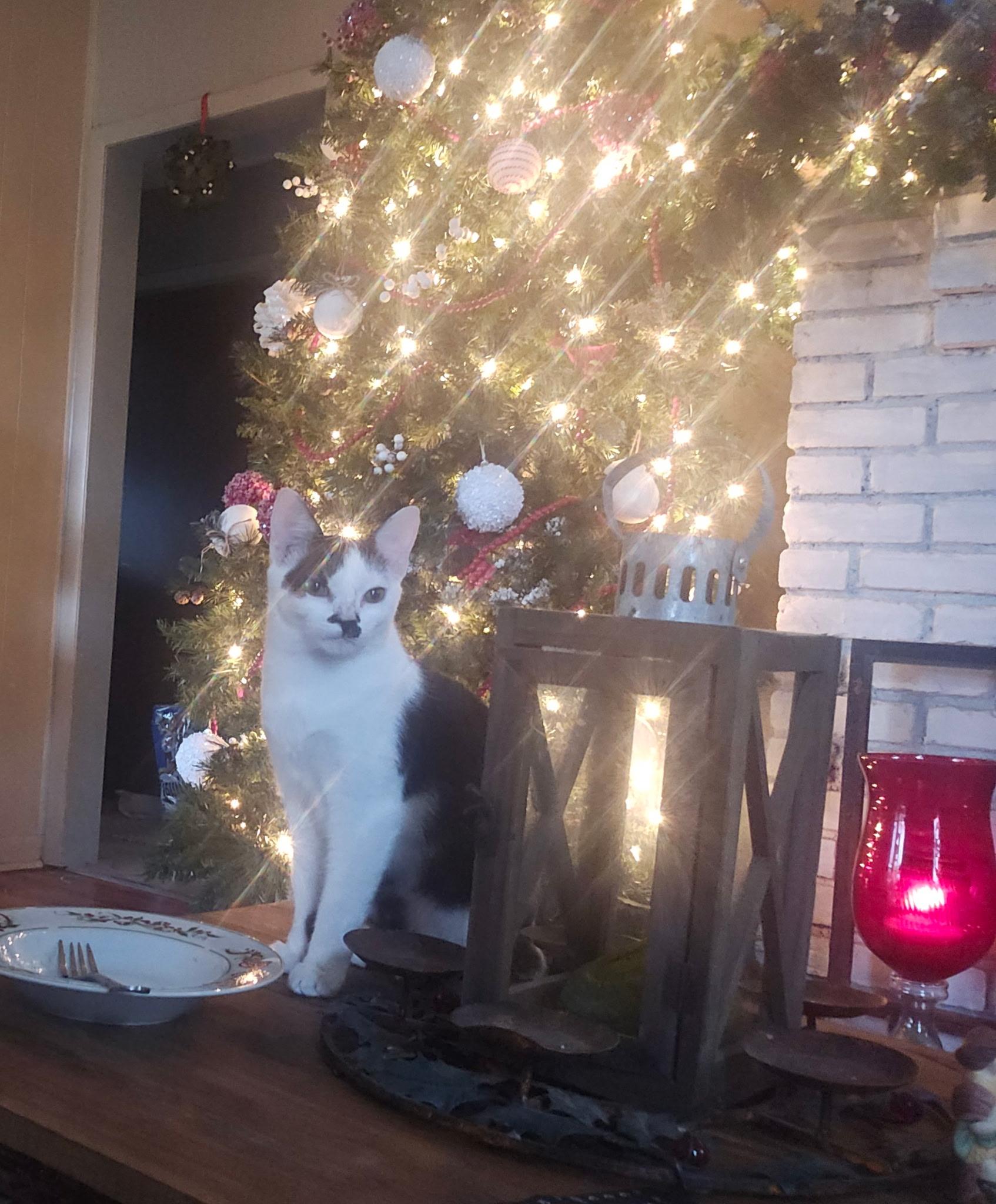 Elsa, Adoptable, Young Female Domestic Short Hair.