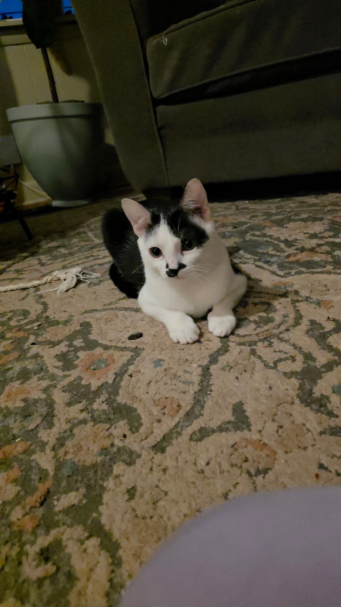 Elsa, a Adoptable Domestic Short Hair in Pinson, AL image 2/6