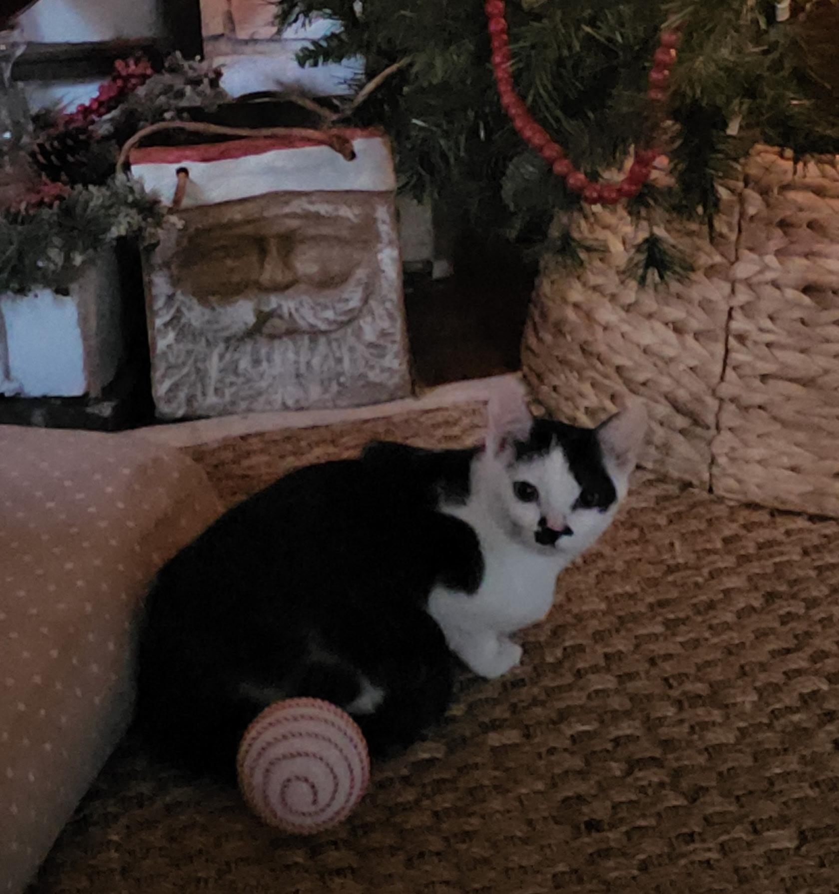 Elsa, a Adoptable Domestic Short Hair in Pinson, AL image 3/6