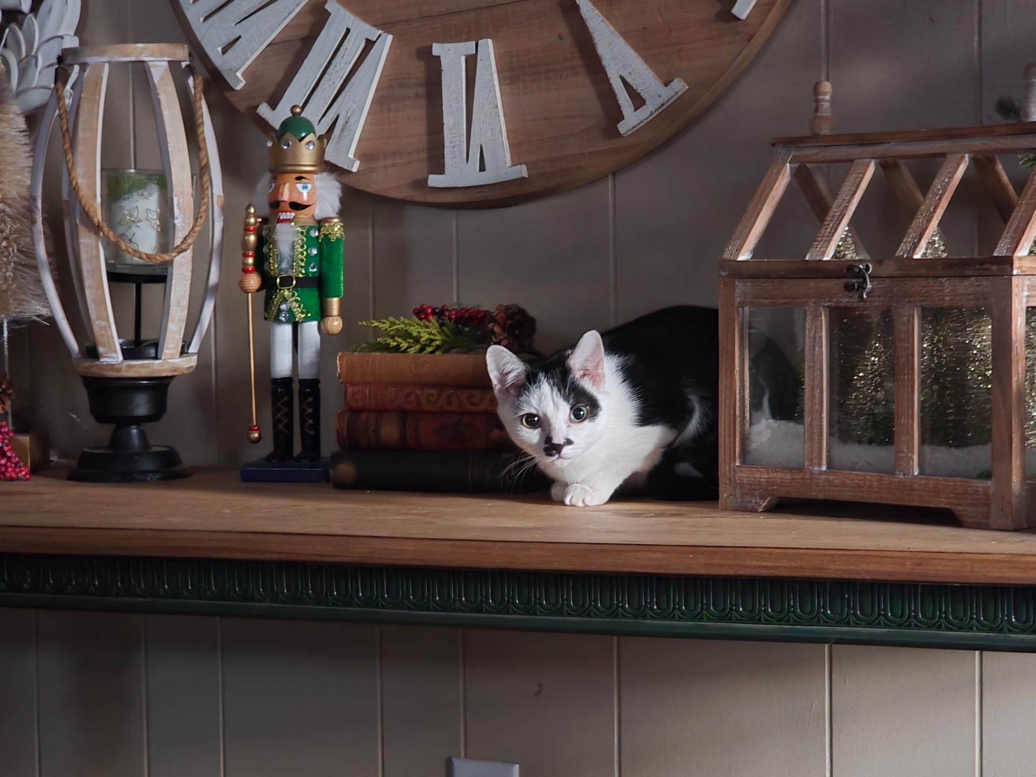 Elsa, a Adoptable Domestic Short Hair in Pinson, AL image 4/6