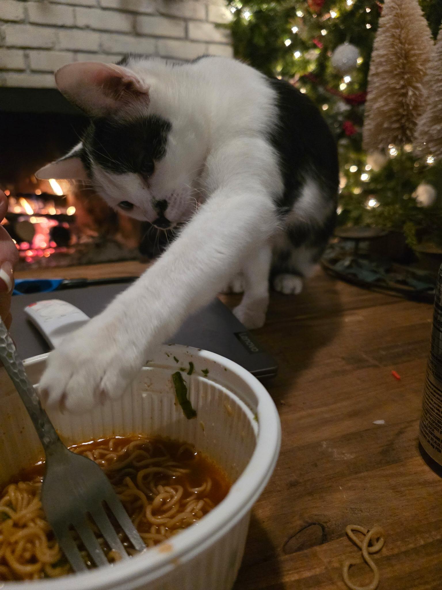 Elsa, a Adoptable Domestic Short Hair in Pinson, AL image 5/6