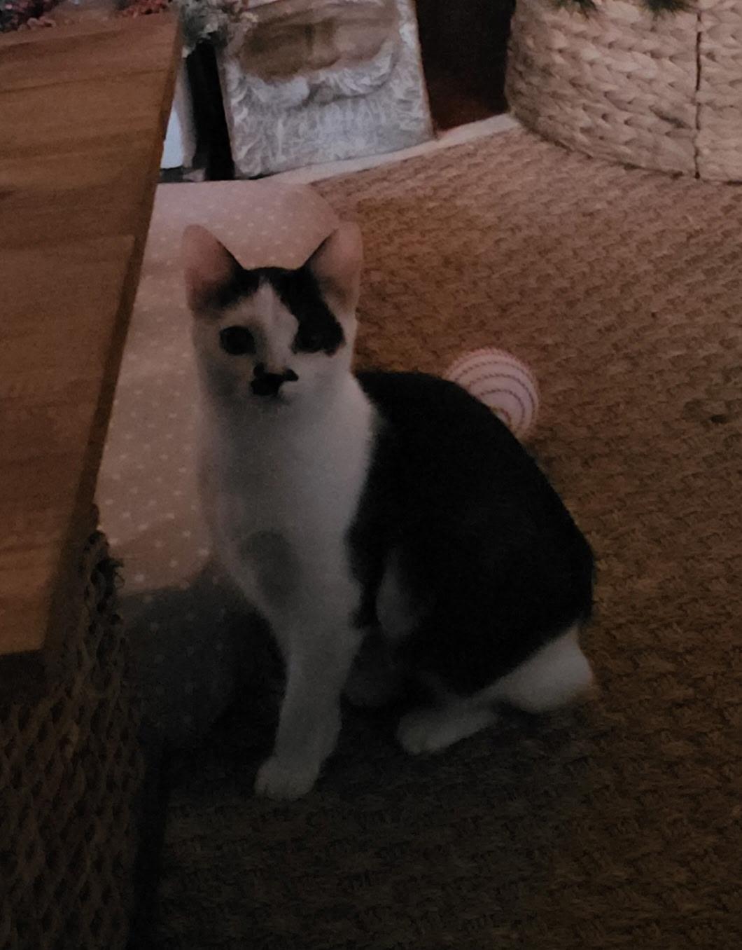 Elsa, a Adoptable Domestic Short Hair in Pinson, AL image 6/6