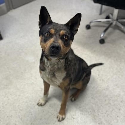 Bo, a Adoptable mixed breed in McKean, PA image 1/6