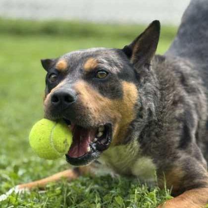 Bo, a Adoptable mixed breed in McKean, PA image 6/6
