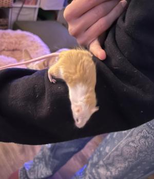 Croissant, Adoptable, Adult Male Mouse.