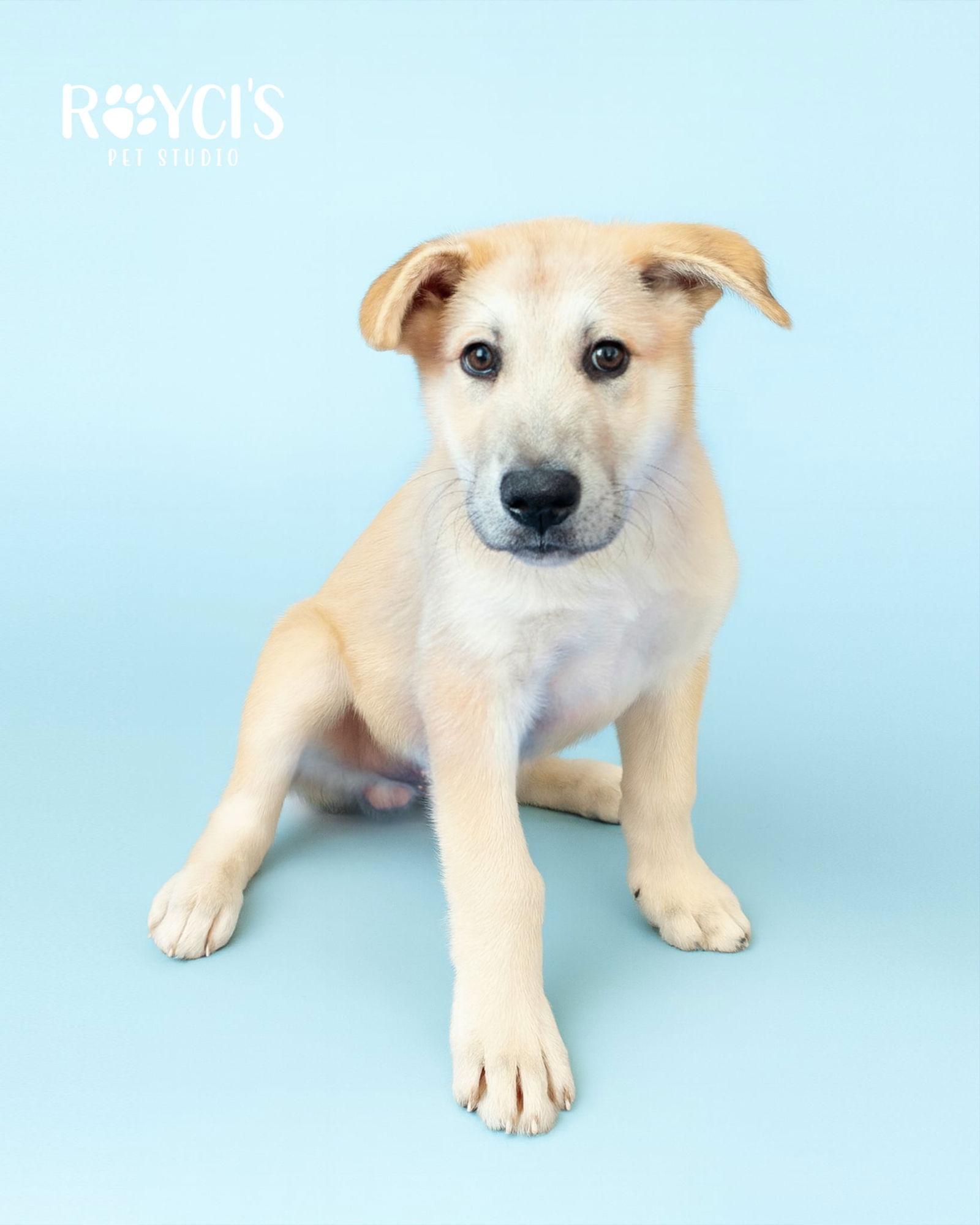 Bert, a Adoptable Anatolian Shepherd in Bountiful, UT image 1/3