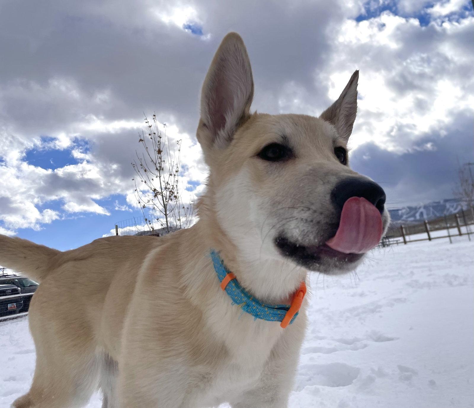 Bert, Adoptable, Young Male German Shepherd Dog & Great Pyrenees.