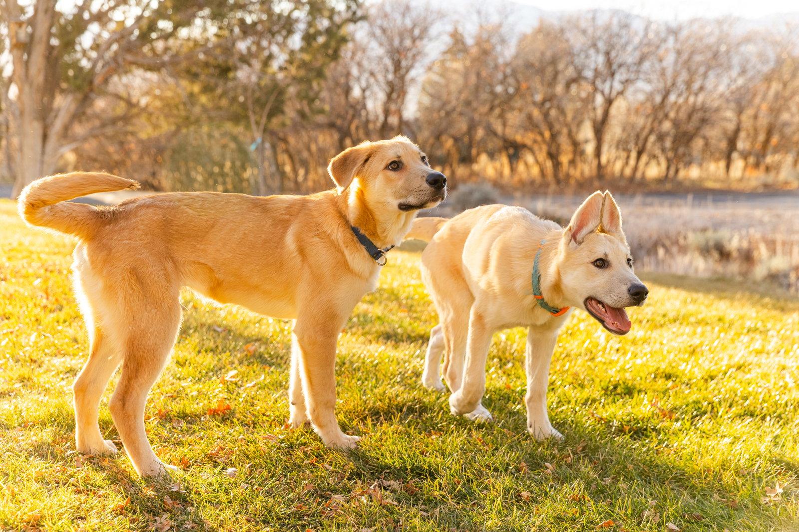 Enlarge Bert, a Adoptable mixed breed in Bountiful, UT image 2/3