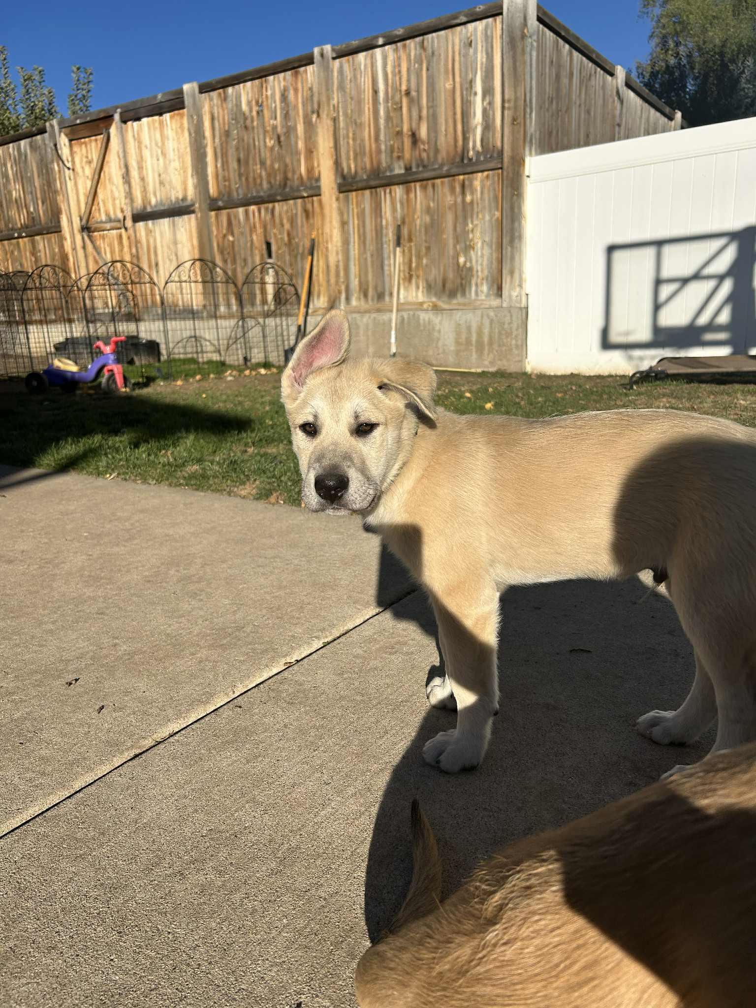Bert, a Adoptable Anatolian Shepherd in Bountiful, UT image 2/3