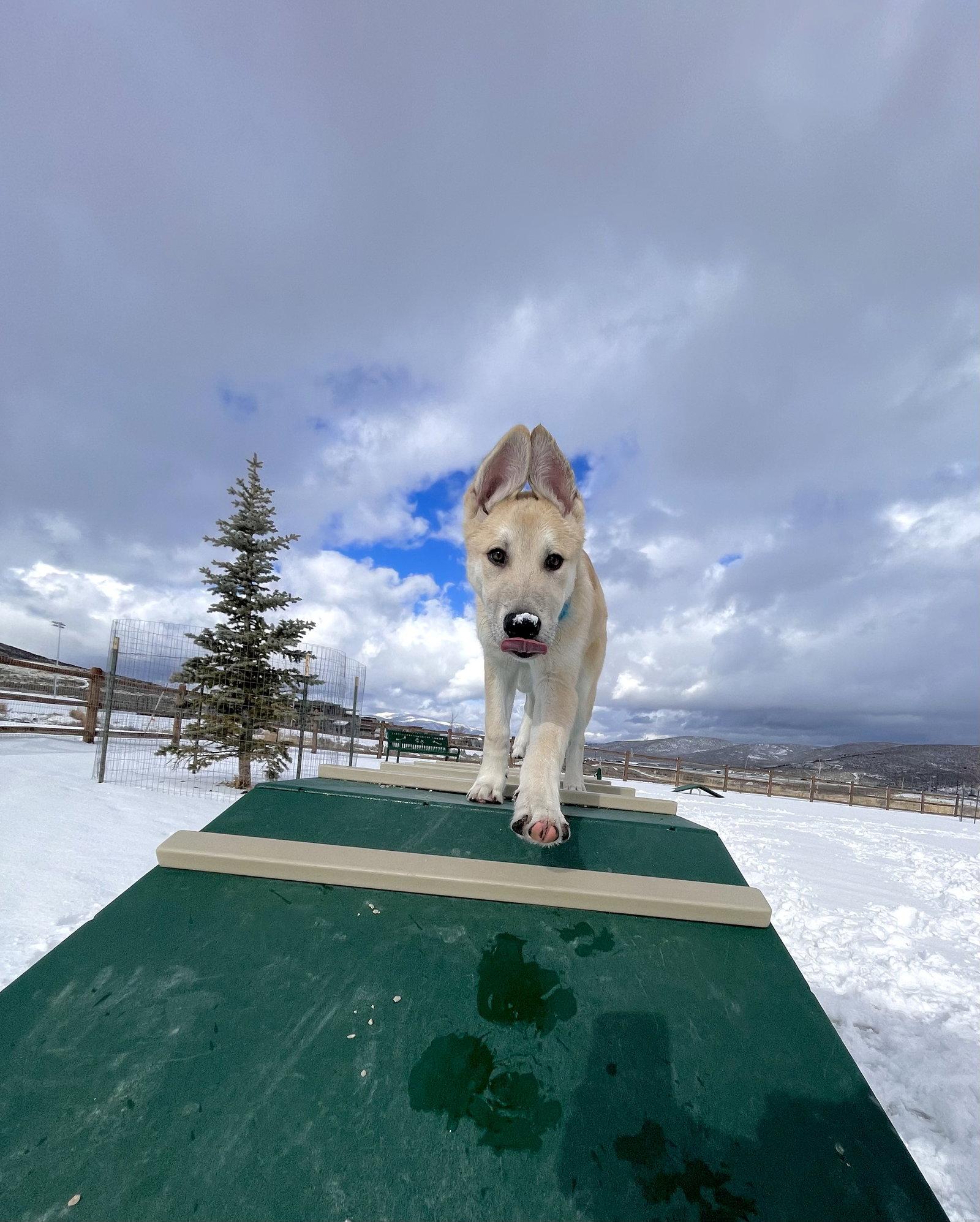Enlarge Bert, a Adoptable mixed breed in Bountiful, UT image 3/3