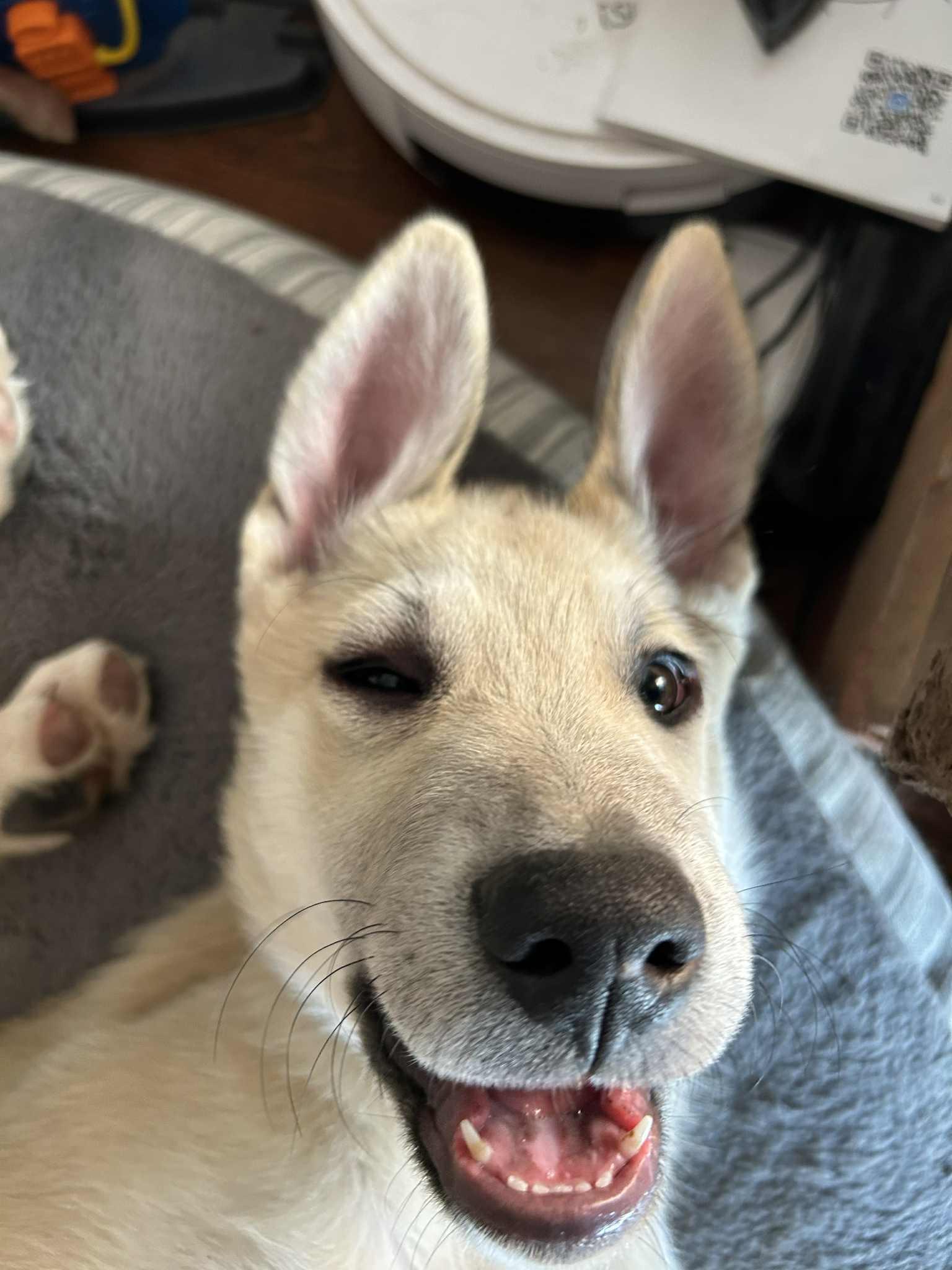 Bert, a Adoptable Anatolian Shepherd in Bountiful, UT image 3/3