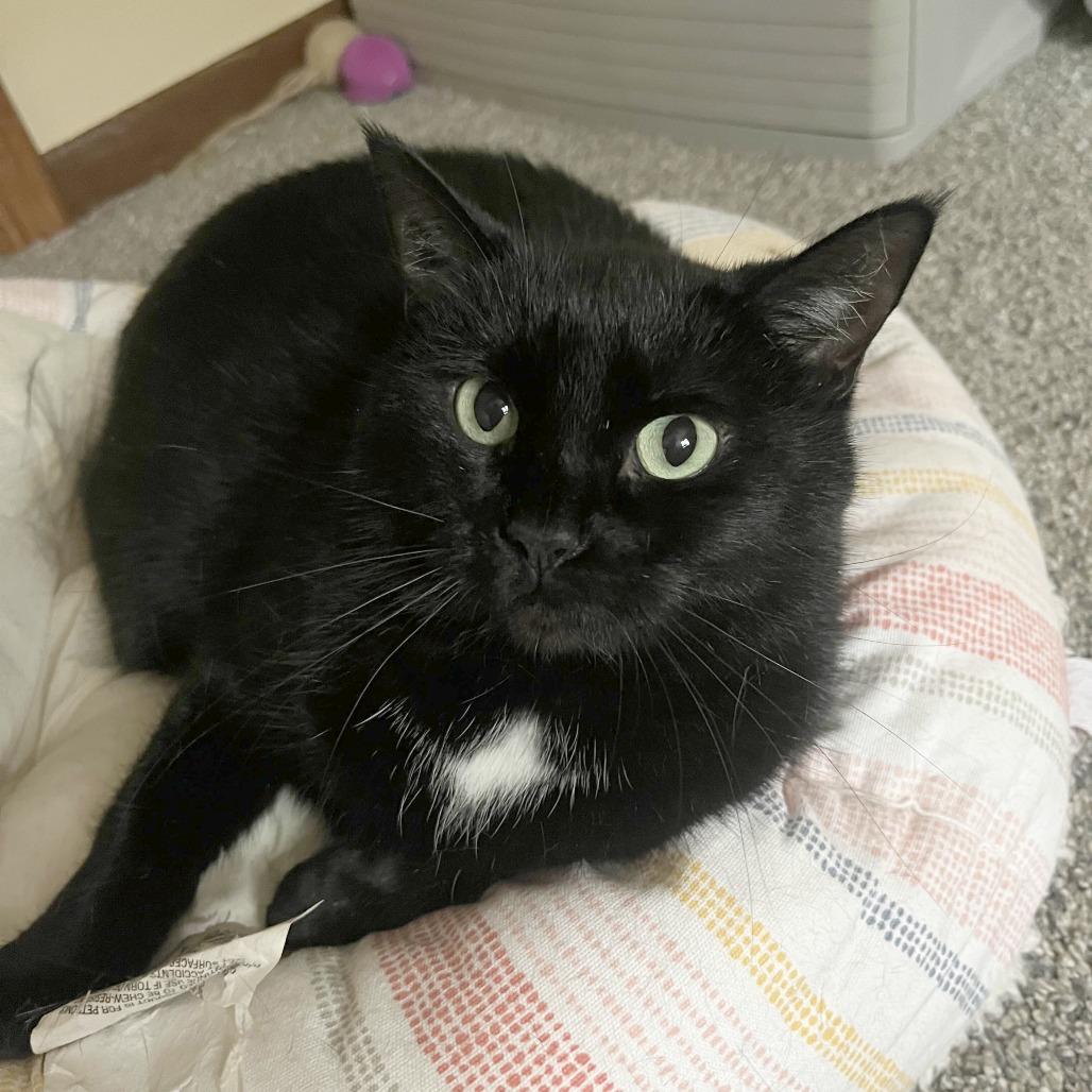 Snowbell, Adoptable, Adult Female Domestic Short Hair.