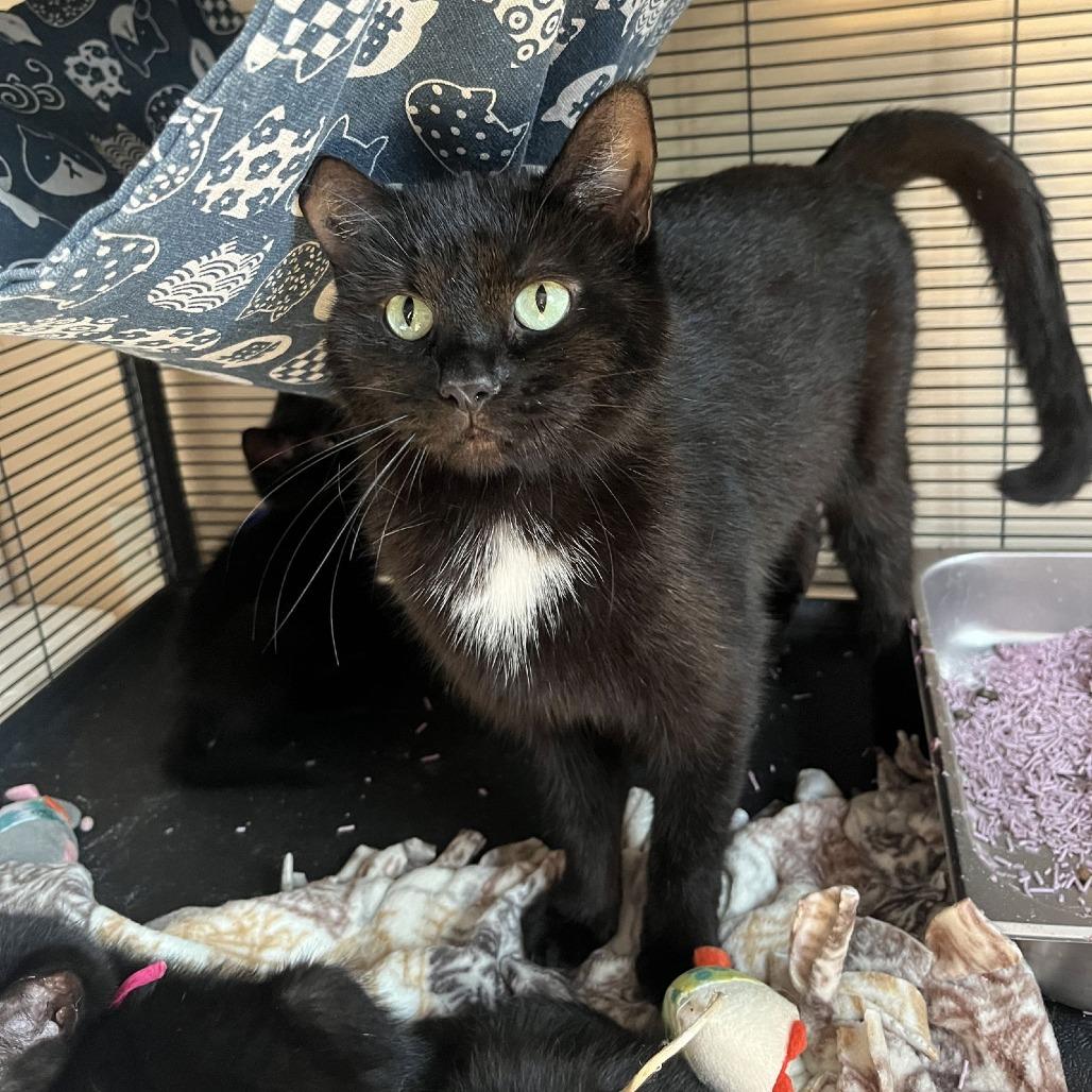 Enlarge Snowbell, a Adoptable Domestic Short Hair in Medina, OH image 2/5