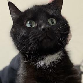 Enlarge Snowbell, a Adoptable Domestic Short Hair in Medina, OH image 3/5