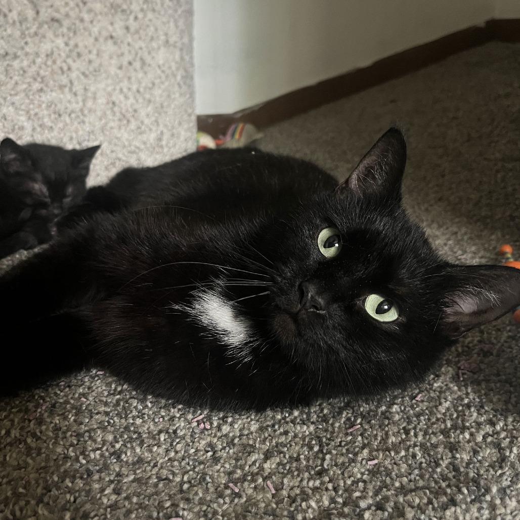 Enlarge Snowbell, a Adoptable Domestic Short Hair in Medina, OH image 5/5