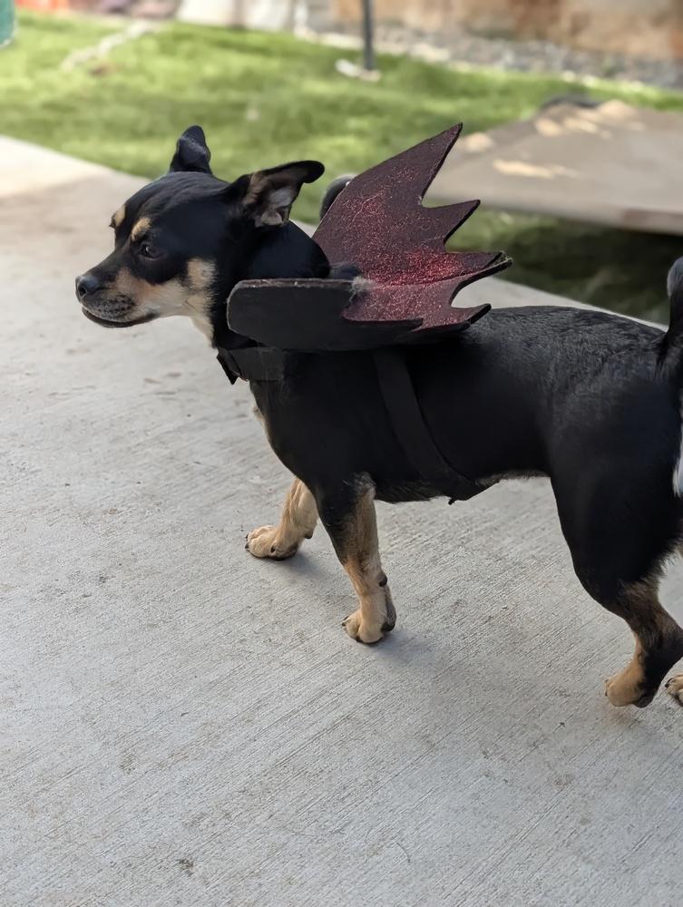 Fidgette, Adoptable, Puppy Female Pug & Miniature Pinscher.