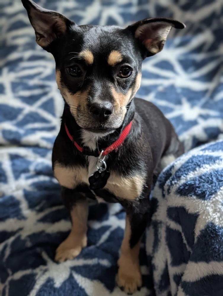 Fidgette, a Adoptable mixed breed in Roseville, CA image 2/6