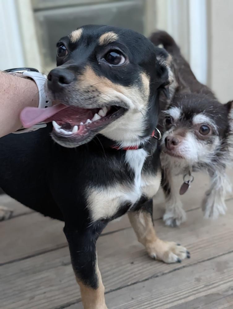 Fidgette, a Adoptable mixed breed in Roseville, CA image 3/6