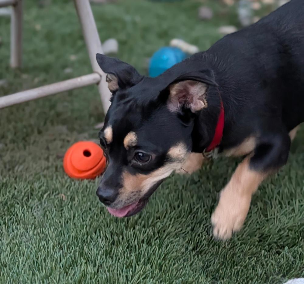 Fidgette, a Adoptable mixed breed in Roseville, CA image 4/6