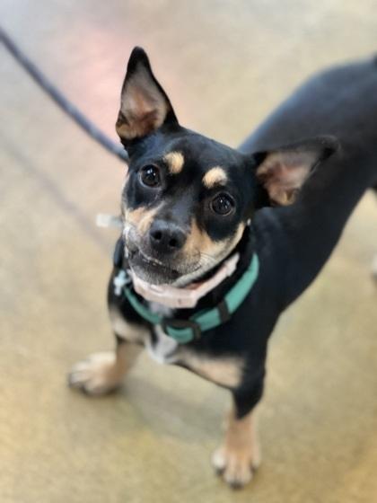 Fidgette, a Adoptable mixed breed in Roseville, CA image 6/6