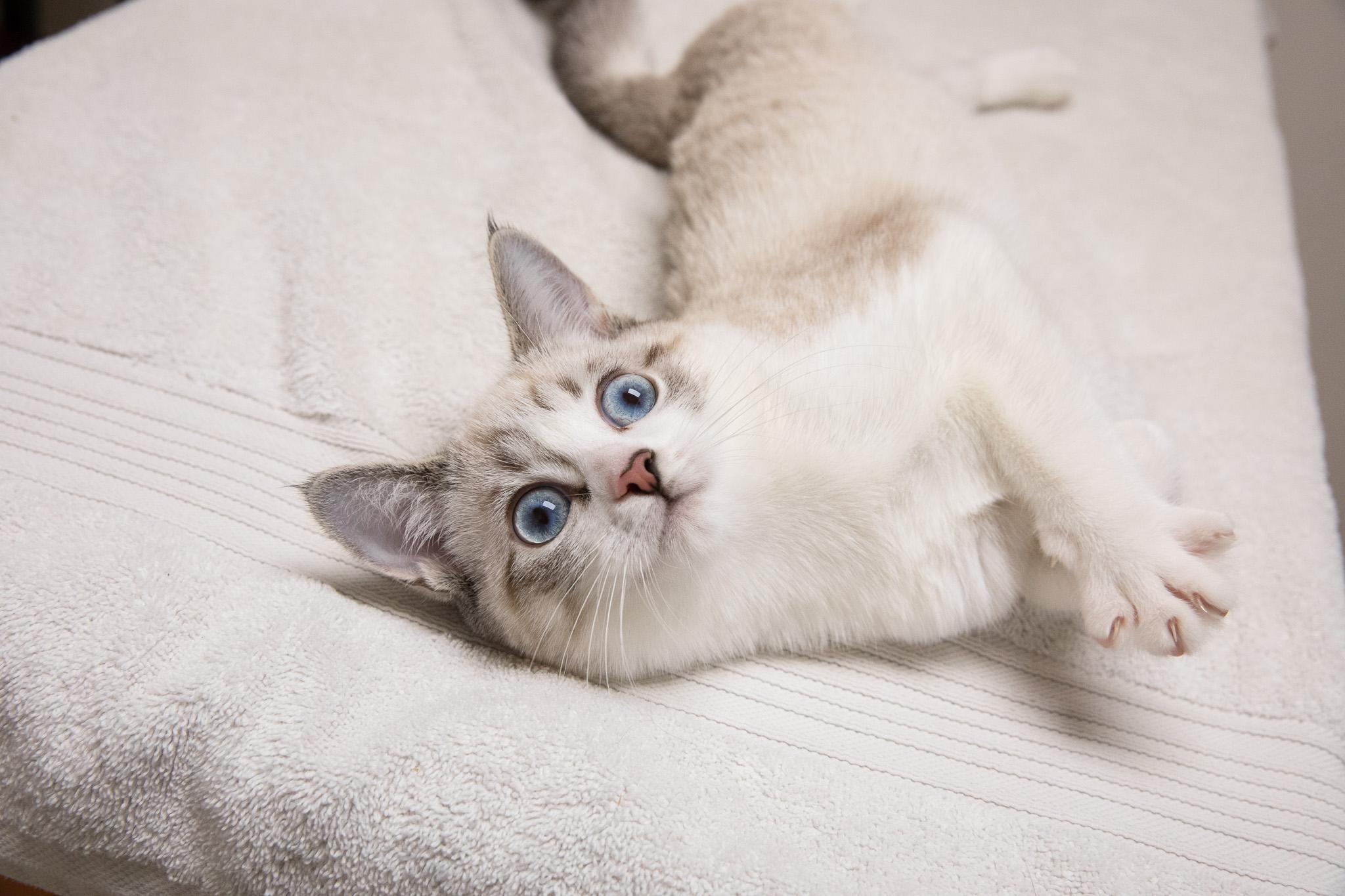 Enlarge May, an adopted mixed breed in Montclair, NJ image 5/6