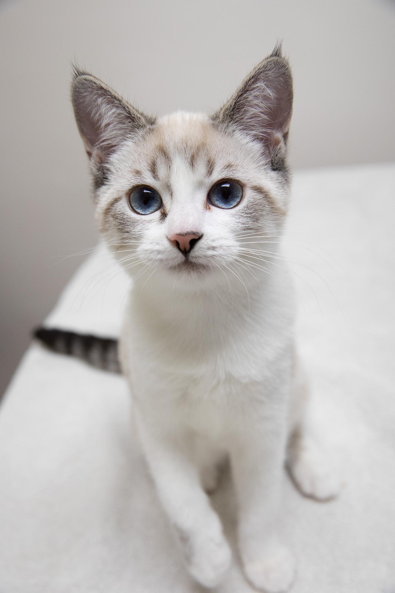 Enlarge May, an adopted mixed breed in Montclair, NJ image 4/6