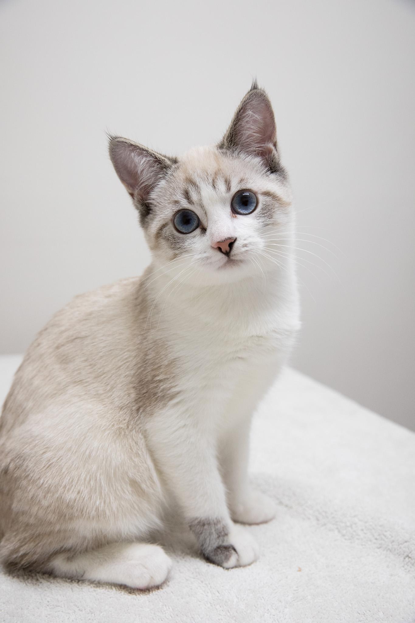 Enlarge May, an adopted mixed breed in Montclair, NJ image 6/6