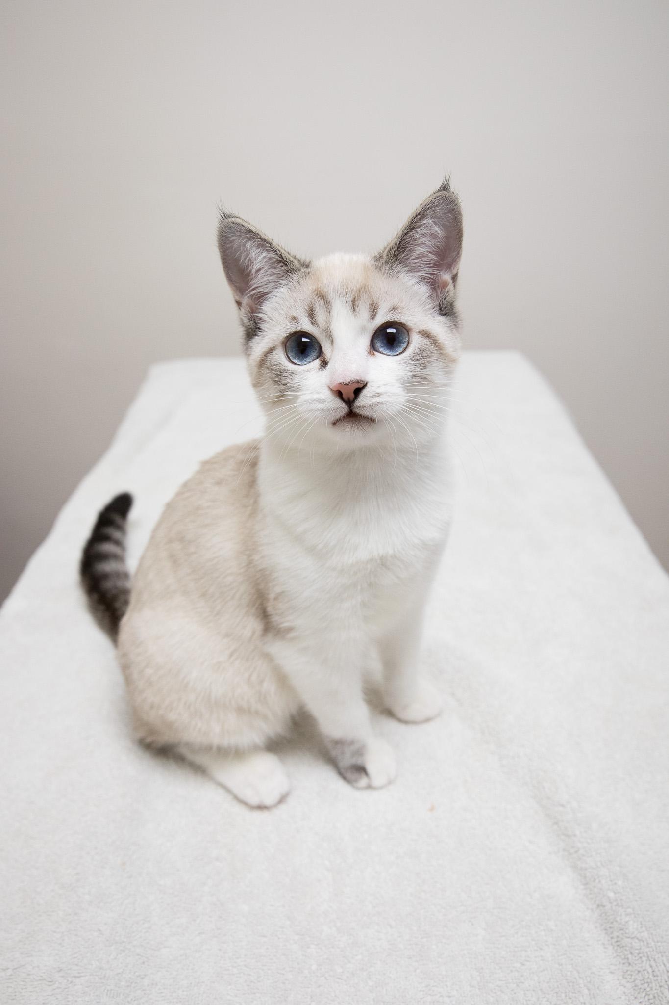 Enlarge May, an adopted mixed breed in Montclair, NJ image 1/6