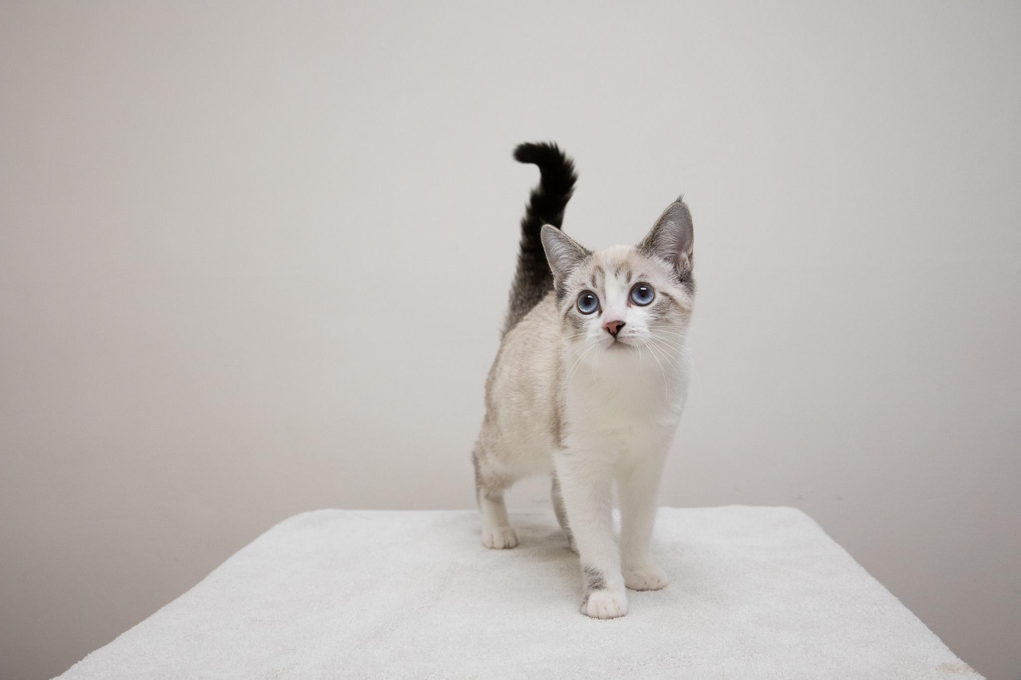 Enlarge May, an adopted mixed breed in Montclair, NJ image 3/6