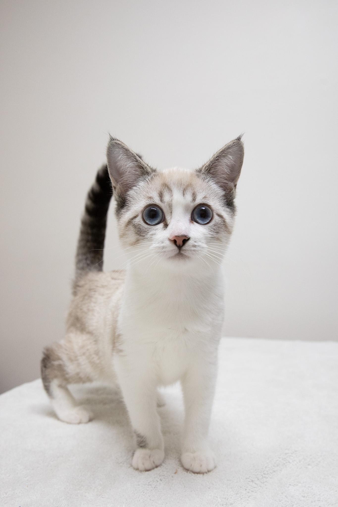 Enlarge May, an adopted mixed breed in Montclair, NJ image 2/6