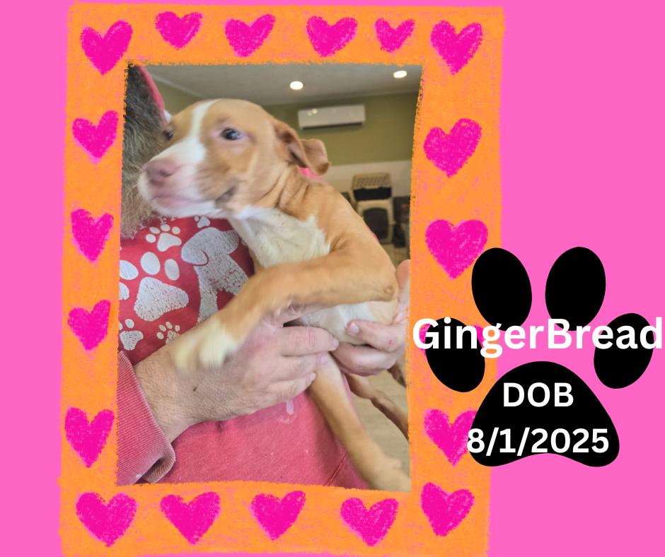 Enlarge Gingerbread Girl, an adopted mixed breed in Marion, IN image 1/1