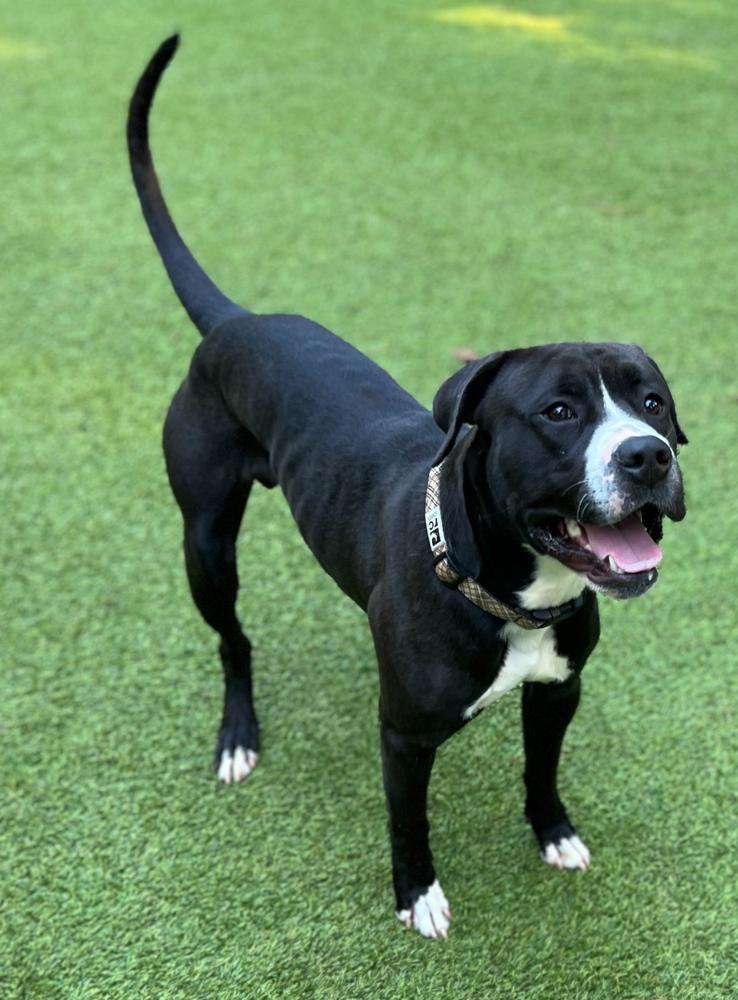 Chap, a Adoptable mixed breed in Dunwoody, GA image 1/4
