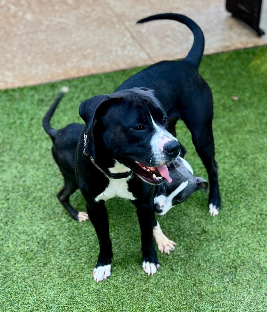 Chap, a Adoptable mixed breed in Dunwoody, GA image 2/4