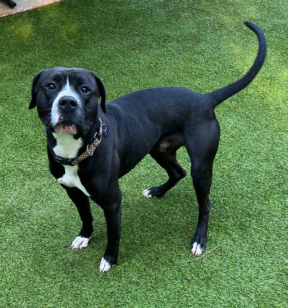 Chap, a Adoptable mixed breed in Dunwoody, GA image 4/4