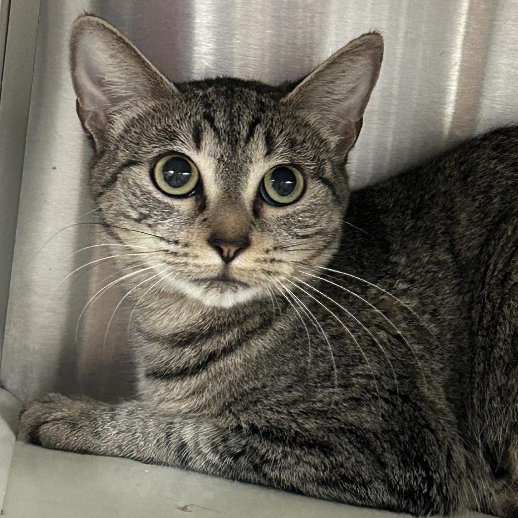 Soccia Houston, Adoptable, Adult Female Domestic Short Hair.