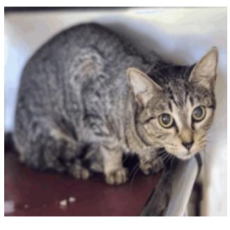 Soccia Houston, a Adoptable Domestic Short Hair in Denver, CO image 2/2