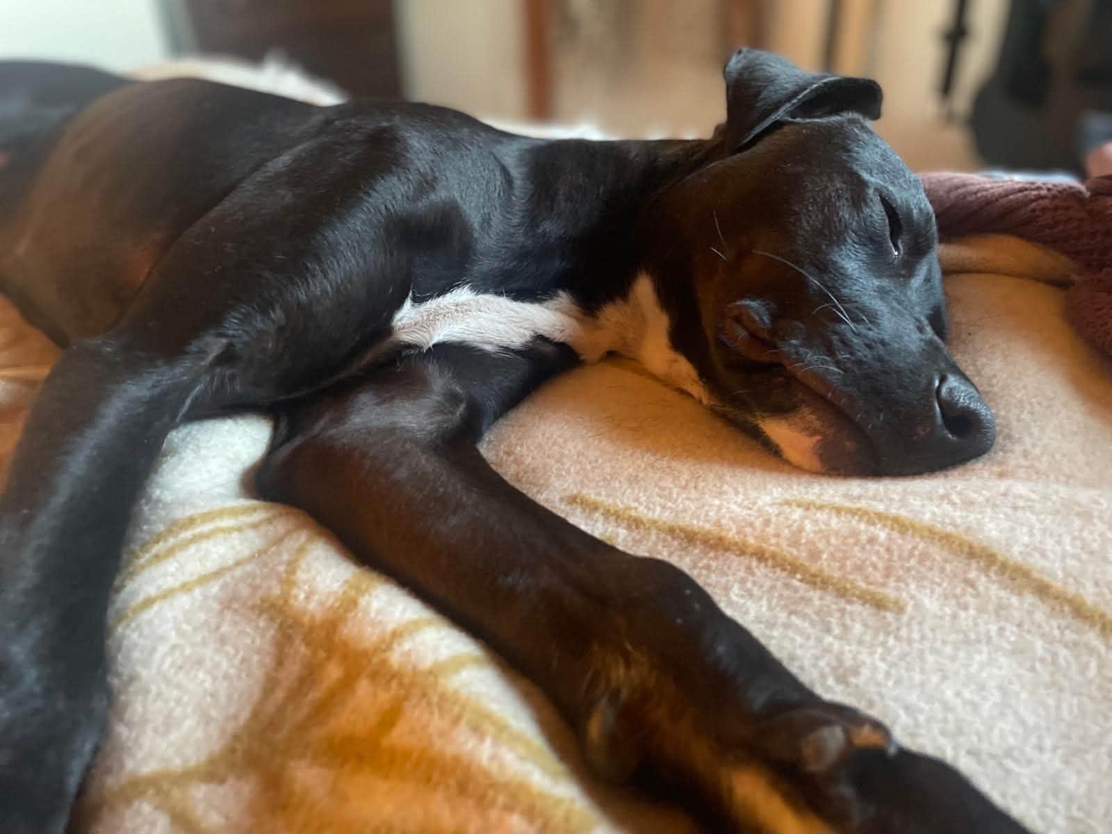 Freddy, Adoptable, Young Male Black Labrador Retriever & Whippet.