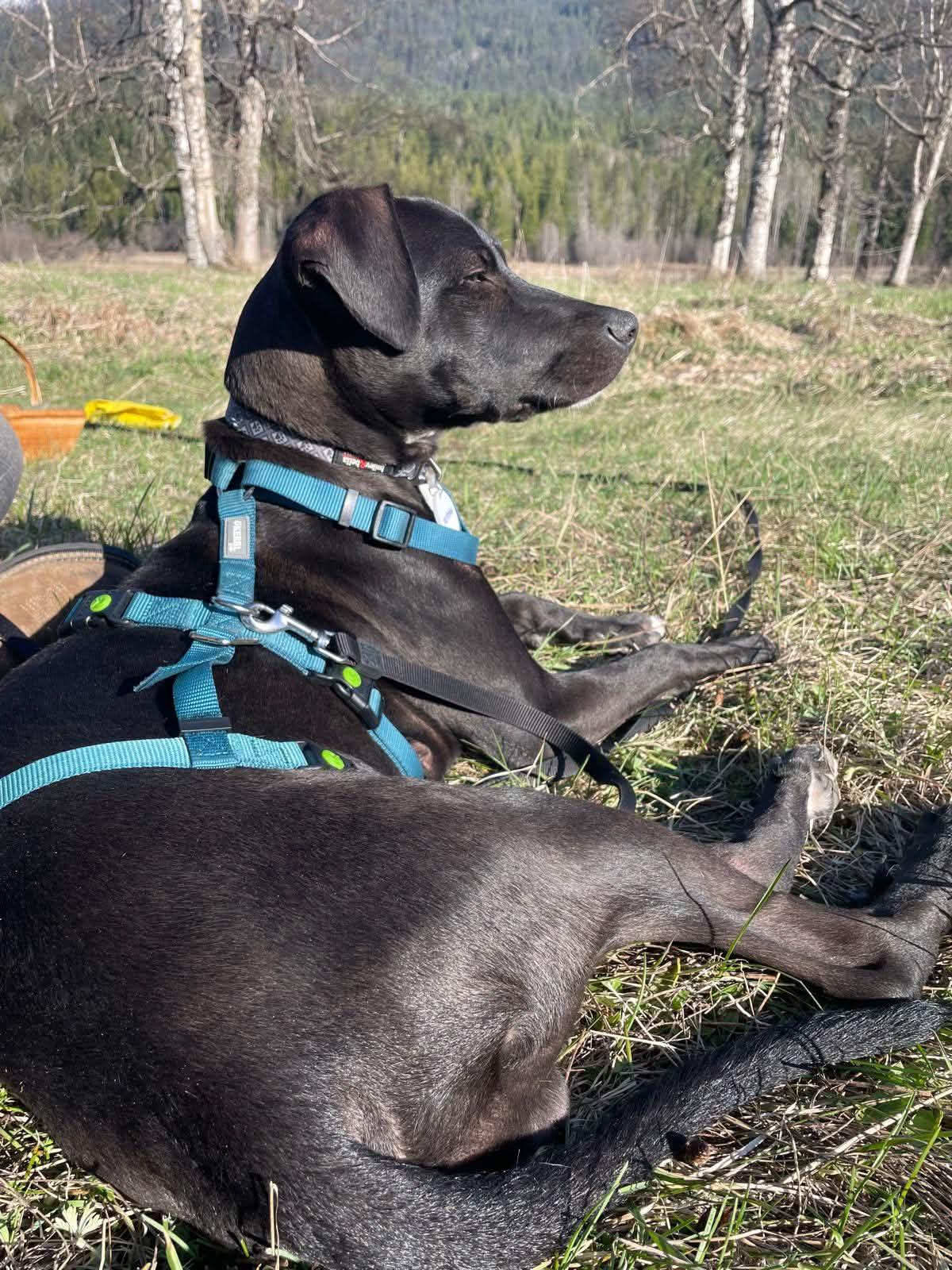 Enlarge Freddy, a Adoptable mixed breed in Nelson, BC image 2/5