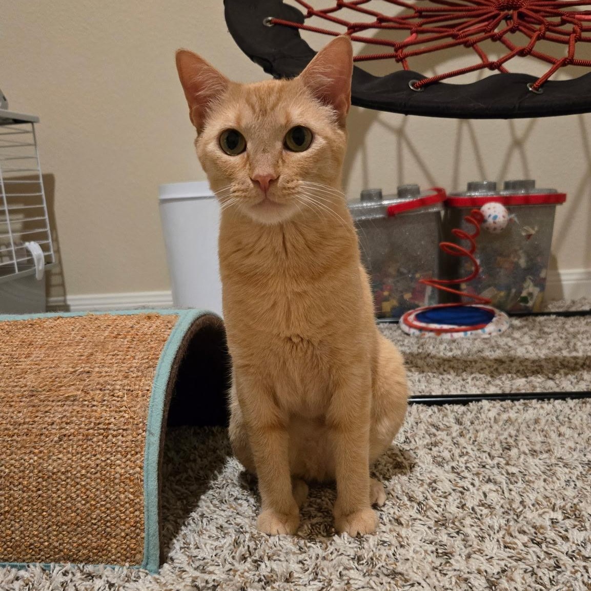 Enlarge Amber, a Adoptable American Shorthair in Plano, TX image 3/6