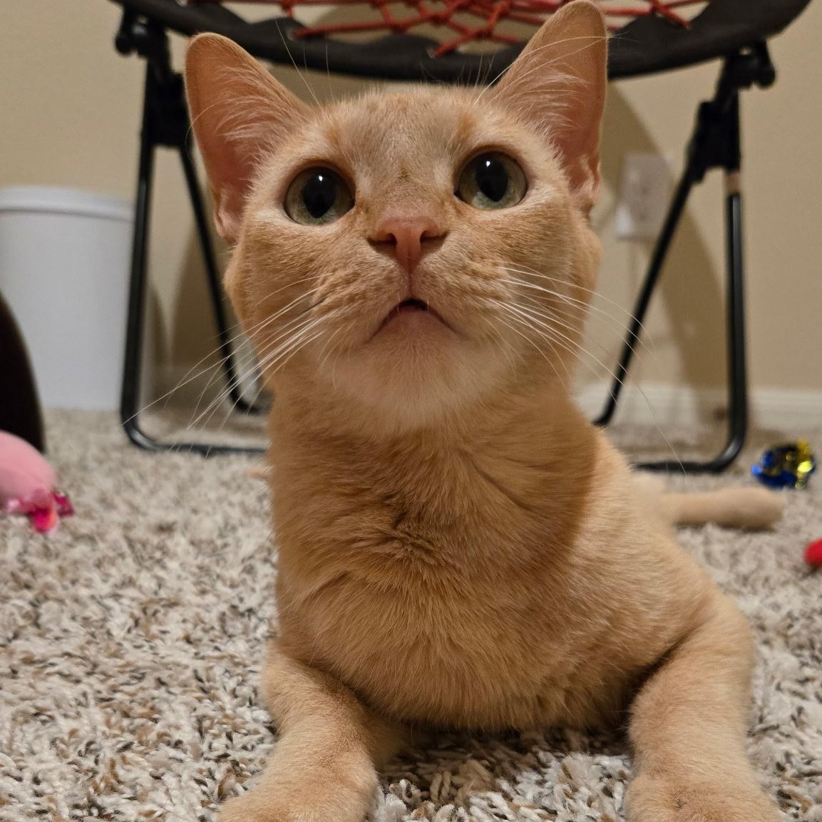 Enlarge Amber, a Adoptable American Shorthair in Plano, TX image 4/6