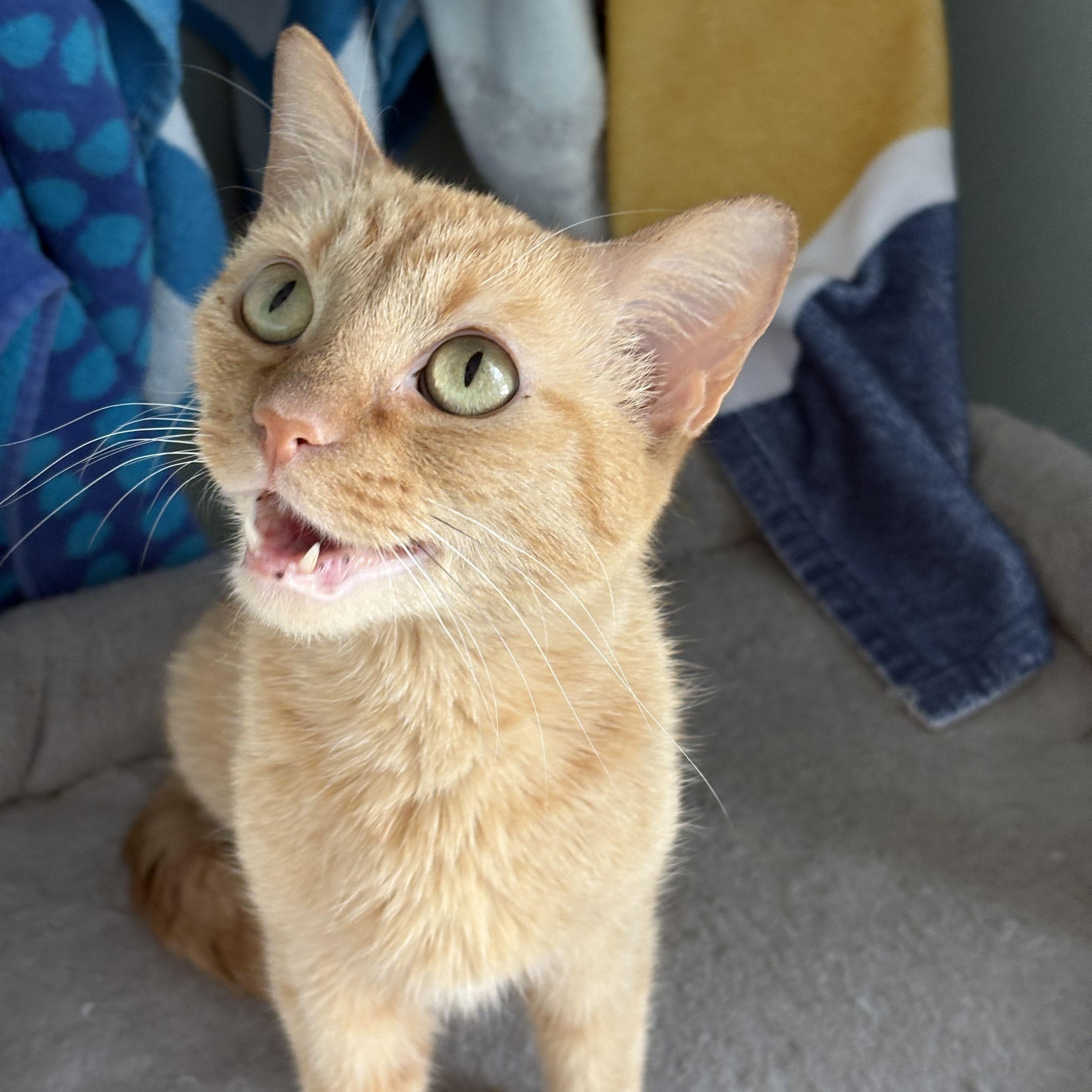 Enlarge Amber, a Adoptable American Shorthair in Plano, TX image 5/6