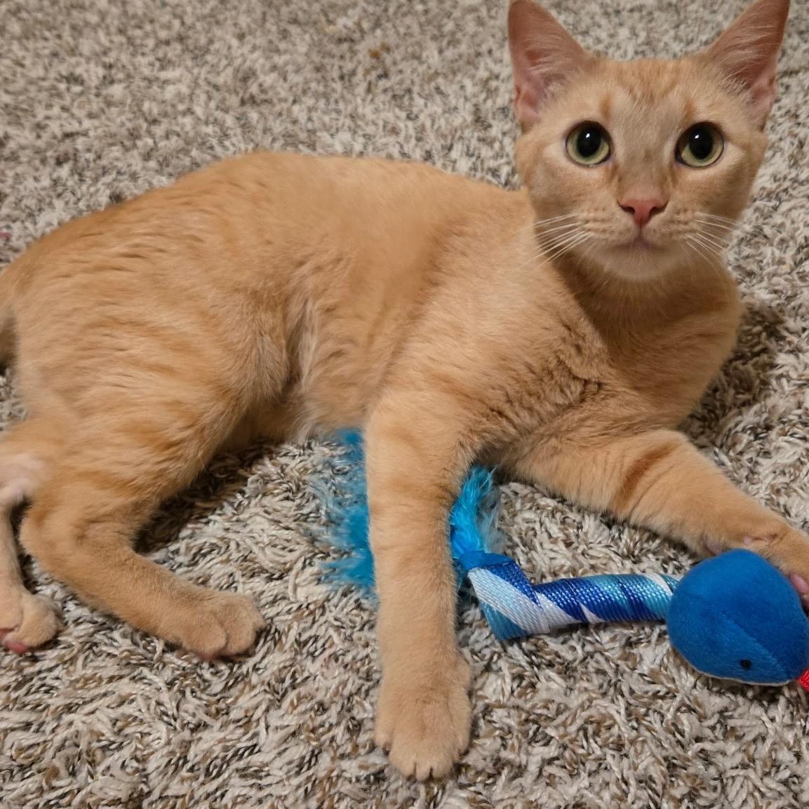 Enlarge Amber, a Adoptable American Shorthair in Plano, TX image 6/6