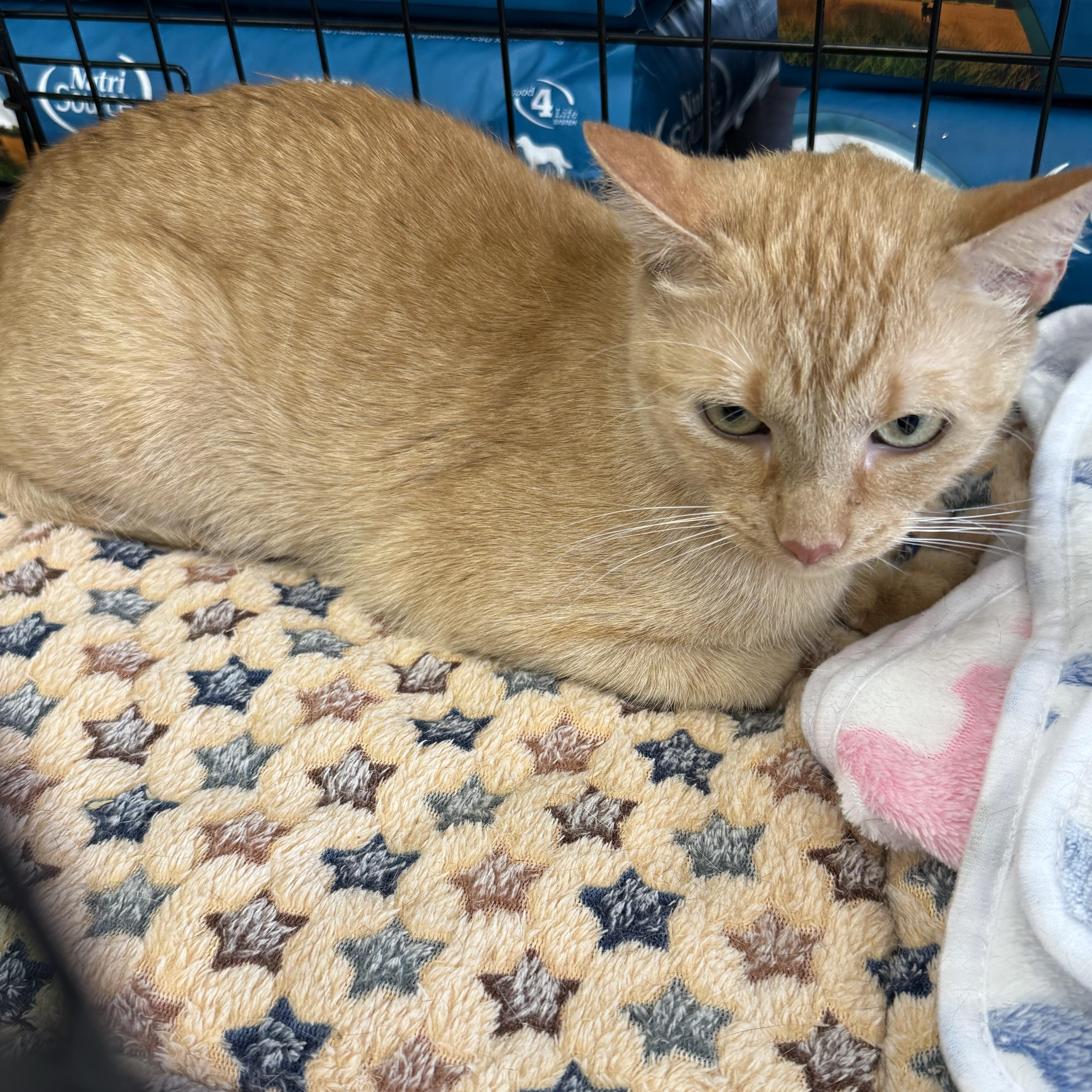 Enlarge Amber, a Adoptable American Shorthair in Plano, TX image 2/6