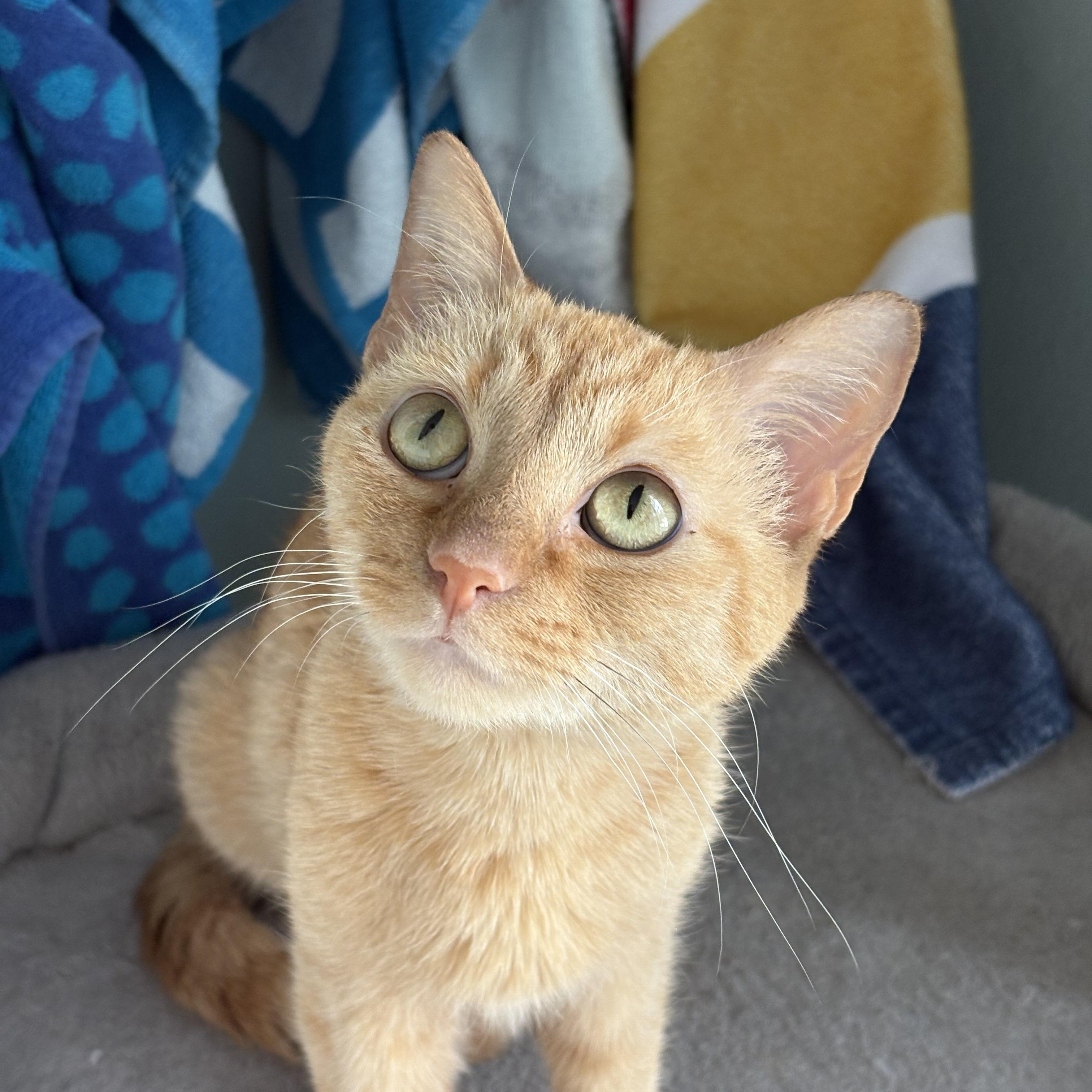 Enlarge Amber, a Adoptable American Shorthair in Plano, TX image 1/6