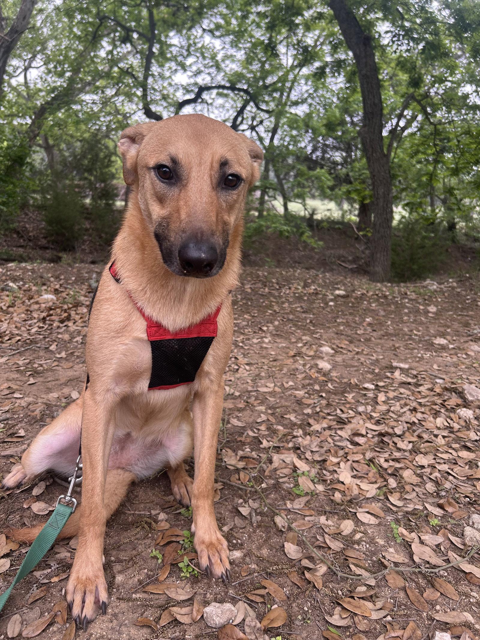 Daisy, Adopted, Adult Female Labrador Retriever & Shepherd.