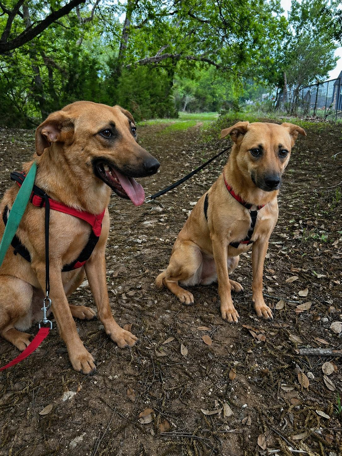 Daisy, a Adopted mixed breed in Pipe Creek, TX image 2/3
