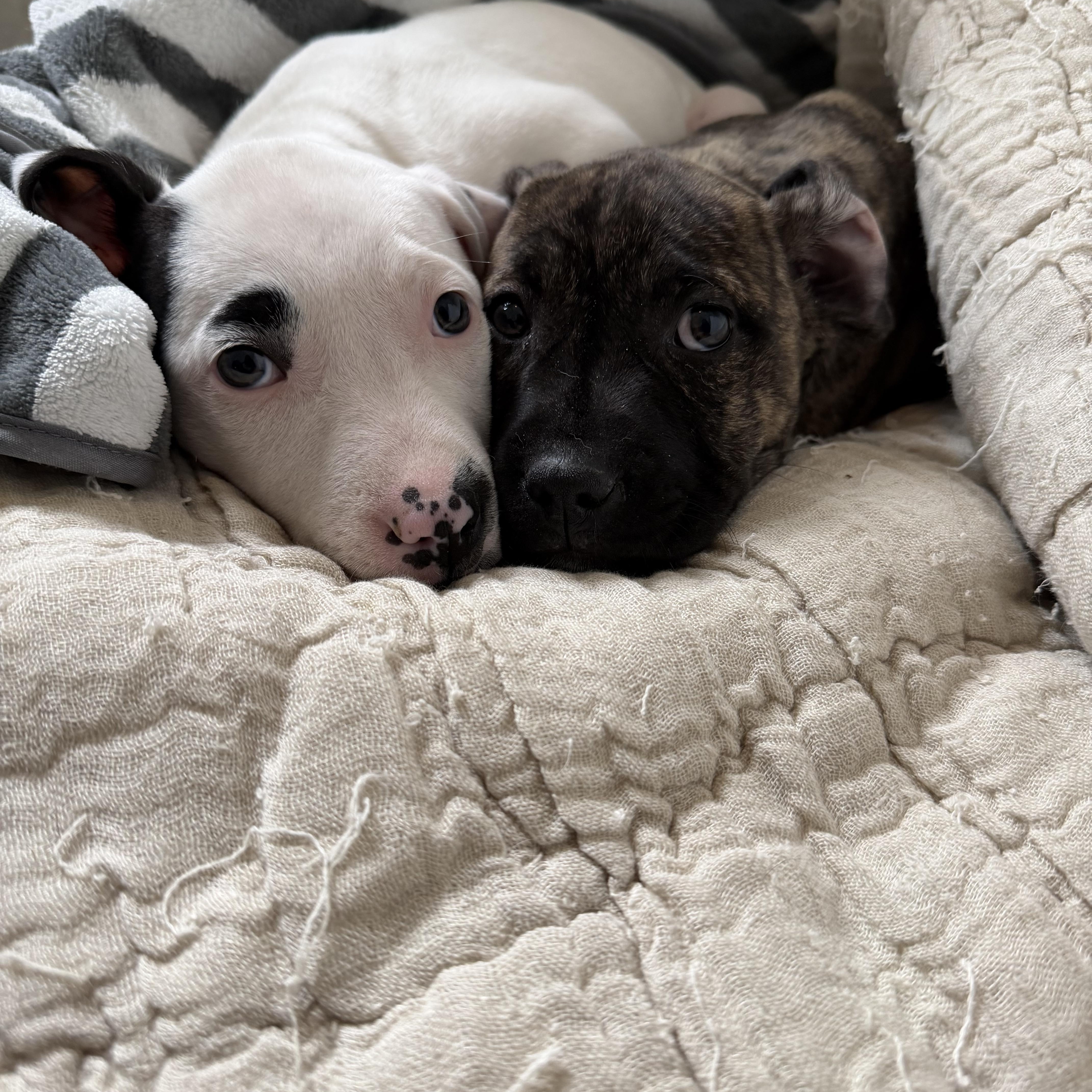 Enlarge Honey, a Adoptable mixed breed in Newfoundland, NJ image 3/3